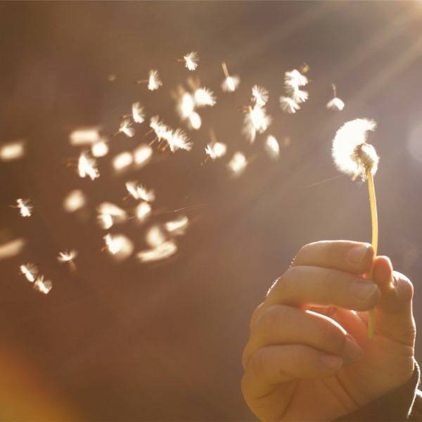Hand hält Pusteblume, deren Samen im Wind verwehen